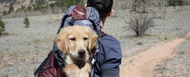 Tips for Traveling With Pets as a Travel Vlogger
