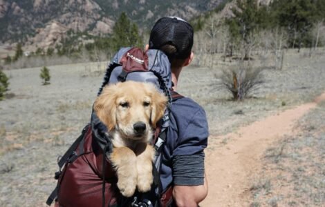 Tips for Traveling With Pets as a Travel Vlogger